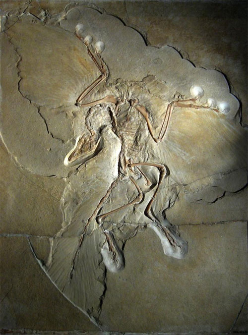 Picture 1 of Fossil data reveal the origin of feathers