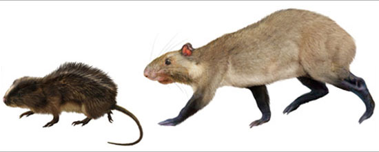 Picture 1 of Fossil detection of two new rodents