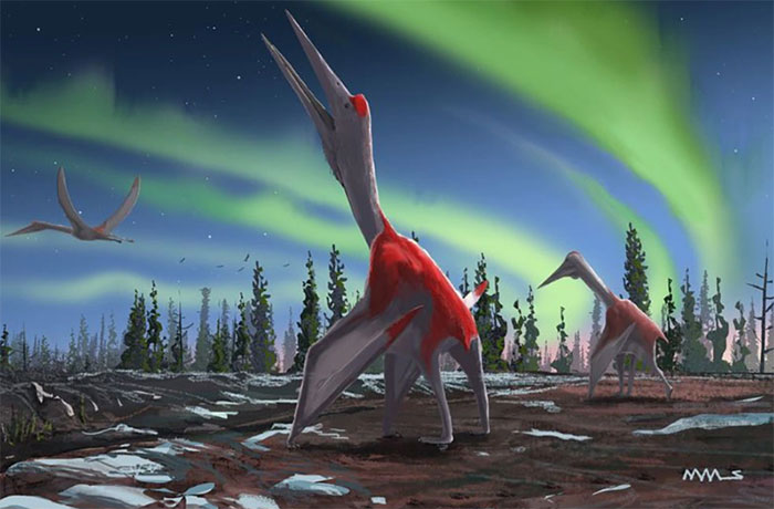 Picture 1 of Fossil discovered the largest flying animal ever lived on Earth