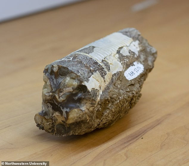 Picture 2 of Fossil shells help people find the reason that the Earth is increasingly polluted?
