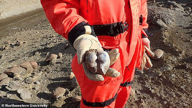 Picture 3 of Fossil shells help people find the reason that the Earth is increasingly polluted?