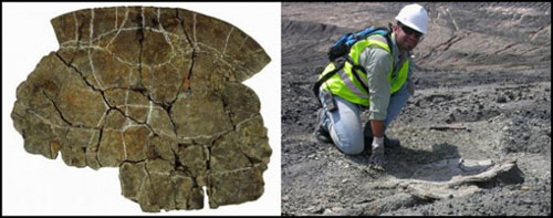 Picture 1 of Fossil 'thick shell turtle' discovered in Columbia