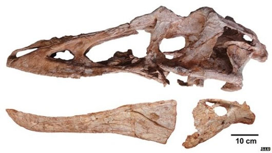 Picture 2 of Fossil tyrant long nose dinosaur like 'Pinocchio'