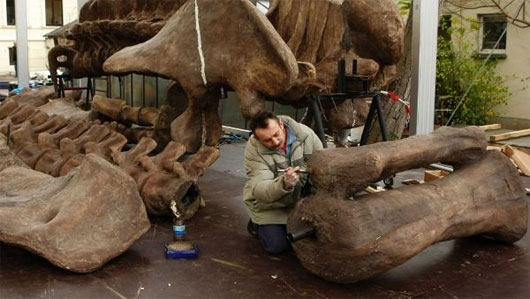 Picture 3 of Fossil tyrant long nose dinosaur like 'Pinocchio'