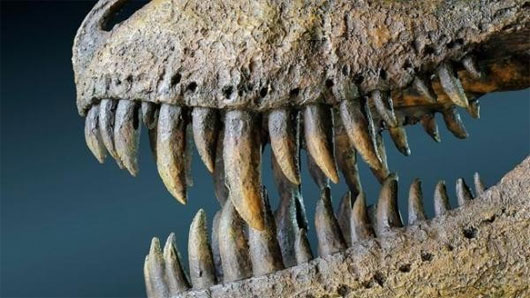 Picture 4 of Fossil tyrant long nose dinosaur like 'Pinocchio'