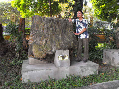 Fossil wood trees in Gia Lai largest in Vietnam? images 1
