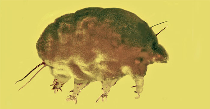 Picture 1 of Fossilized pig mold in amber 30 million years