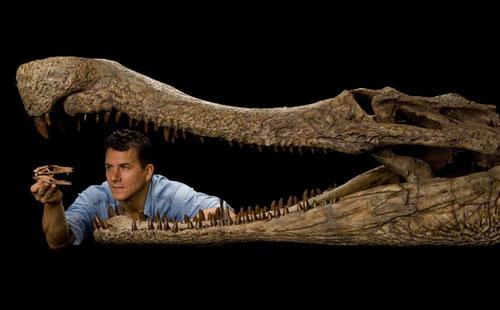 Picture 1 of Fossils discovered 5 crocodile species 100 million years