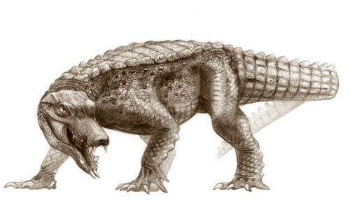 Picture 3 of Fossils discovered 5 crocodile species 100 million years