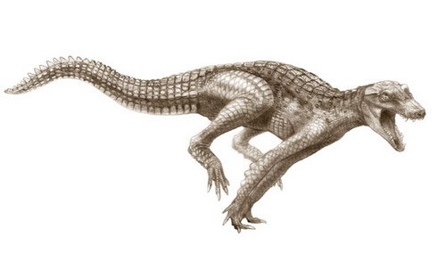 Picture 5 of Fossils discovered 5 crocodile species 100 million years