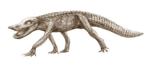Picture 6 of Fossils discovered 5 crocodile species 100 million years