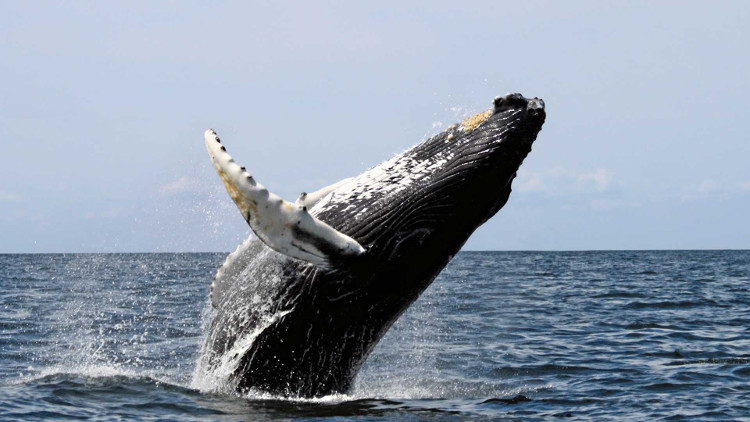 Picture 2 of Fossils make scientists reconsider whale evolution theory