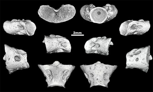 Picture 2 of Fossils of 167 million year old salamander were discovered