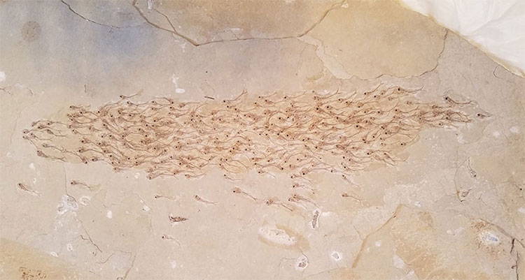 Picture 1 of Fossils of 50 million years of the ancient fish herd nearly 300 children