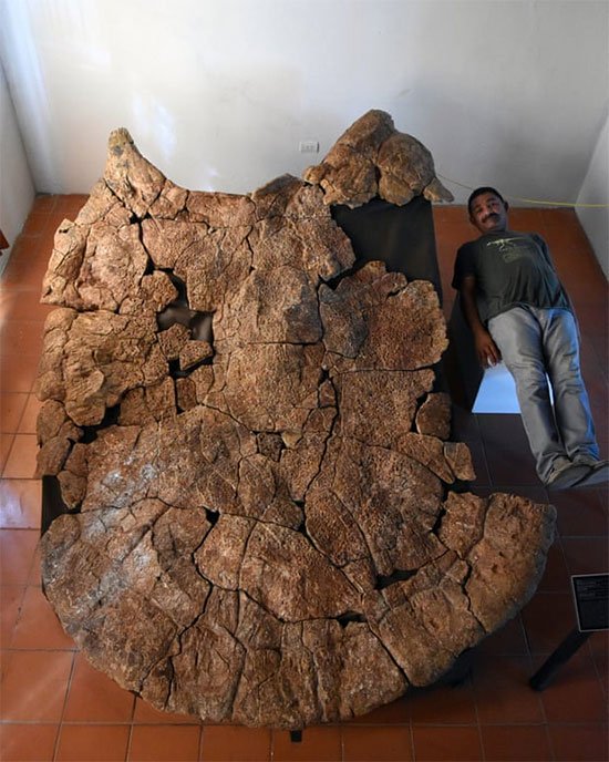 Picture 2 of Fossils of giant tortoise-eating snakes found in South America
