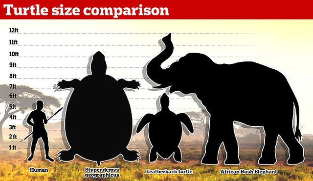 Picture 3 of Fossils of giant tortoise-eating snakes found in South America