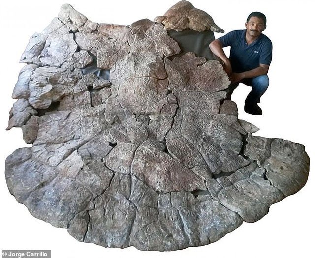 Picture 4 of Fossils of giant tortoise-eating snakes found in South America
