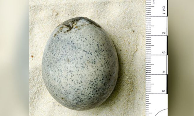 Picture 1 of Found 1,700 year old chicken eggs intact