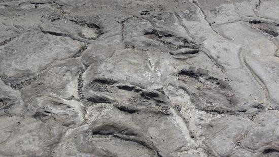 Picture 2 of Found 400 human footprints intact 19,000 years ago