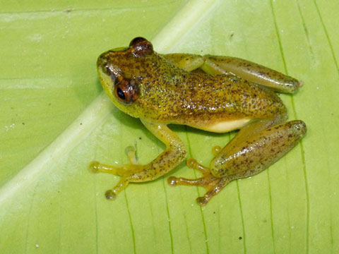 Picture 4 of Found 5 weird frogs