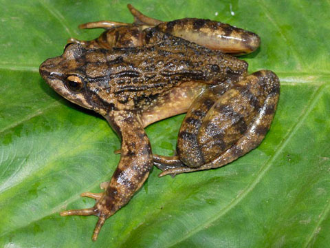 Picture 5 of Found 5 weird frogs