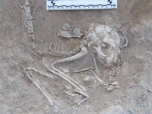 Picture 1 of Found 5,600-year-old cat bones in Egypt