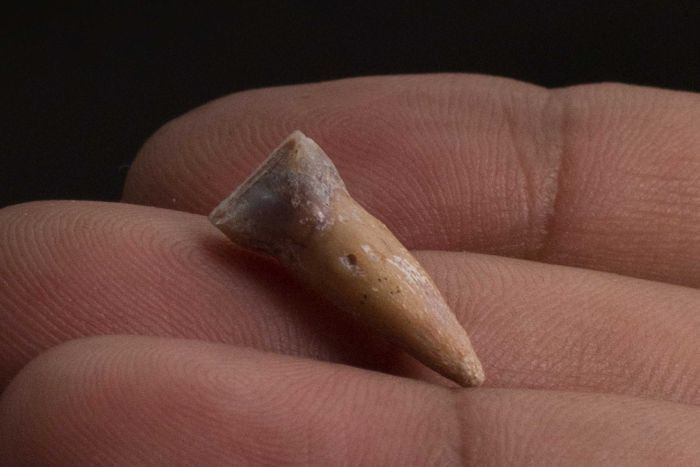 Picture 2 of Found 700,000 year old 'dwarf' hobbit bone in Asia