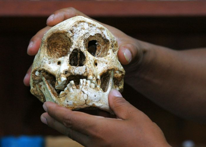 Picture 3 of Found 700,000 year old 'dwarf' hobbit bone in Asia