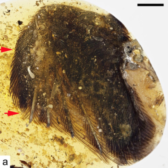 Picture 1 of Found a 99 million-year-old fossil bird covered in amber