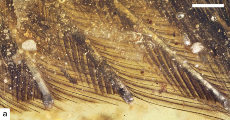 Picture 2 of Found a 99 million-year-old fossil bird covered in amber