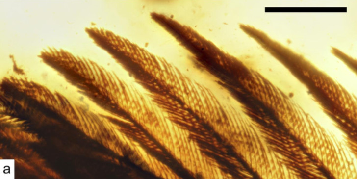 Picture 3 of Found a 99 million-year-old fossil bird covered in amber