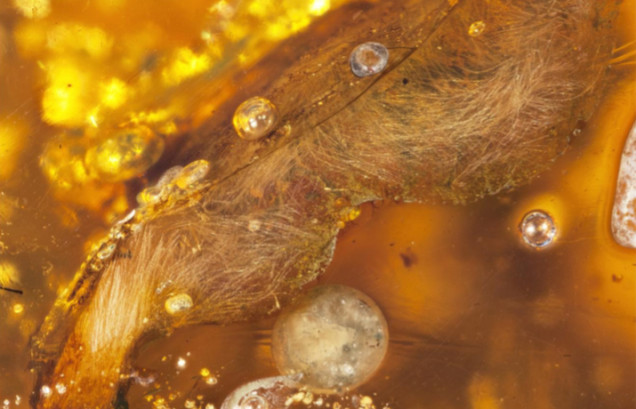 Picture 4 of Found a 99 million-year-old fossil bird covered in amber