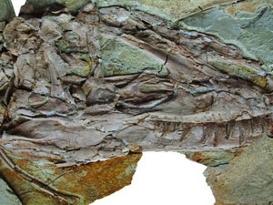 Picture 1 of Found a fossil dinosaur fossil