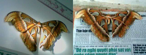 Picture 1 of Found a giant butterfly in Vietnam