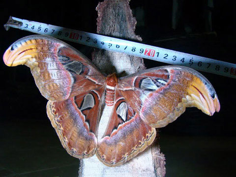 Picture 2 of Found a giant butterfly in Vietnam