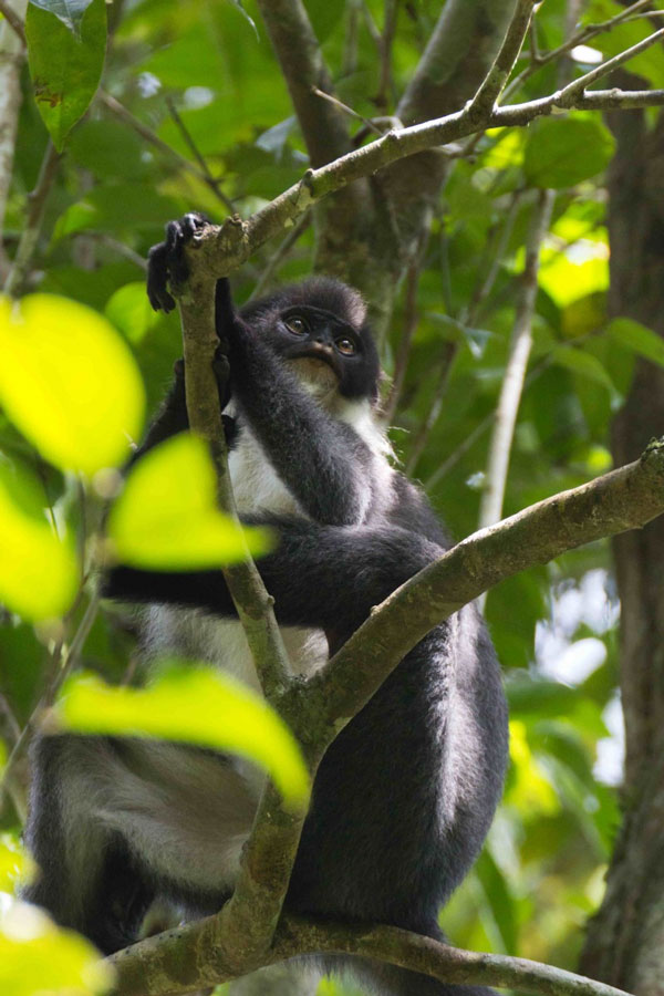 Picture 1 of Found a rare monkey on Borneo island