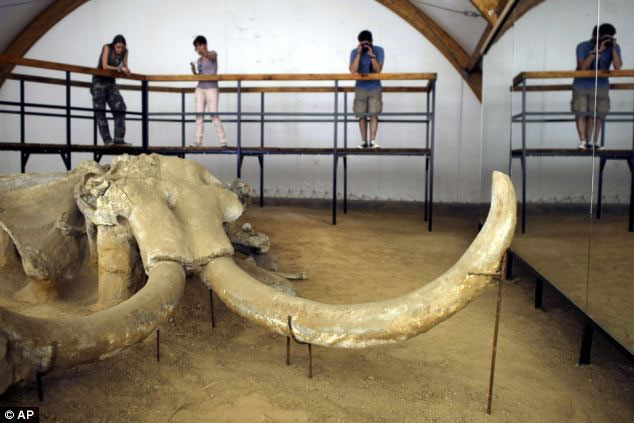 Picture 1 of Found a yard of mammoth bones in Serbia