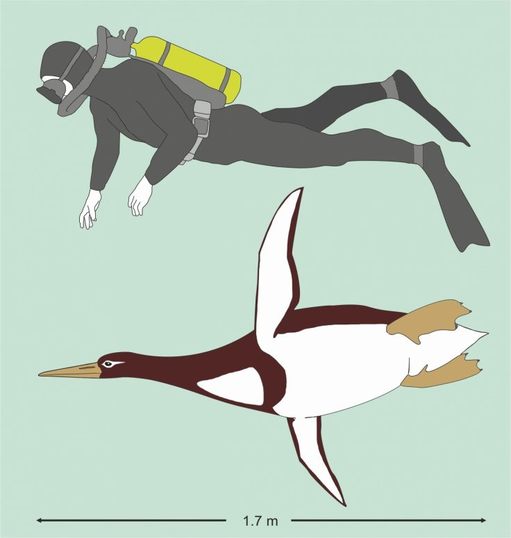 Picture 1 of Found an ancient penguin as large as a human