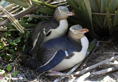 Picture 1 of Found an extinct penguin species