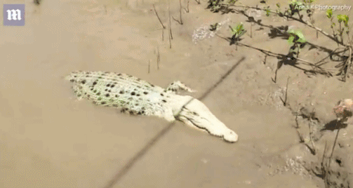 Picture 1 of Found an extremely rare white crocodile in Australia