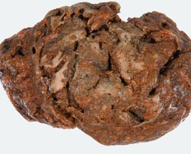 Picture 1 of Found an intact brain from medieval times
