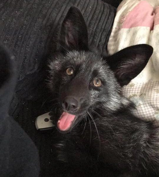 Picture 3 of Found black foxes that are classified as rare and hard to find in the world