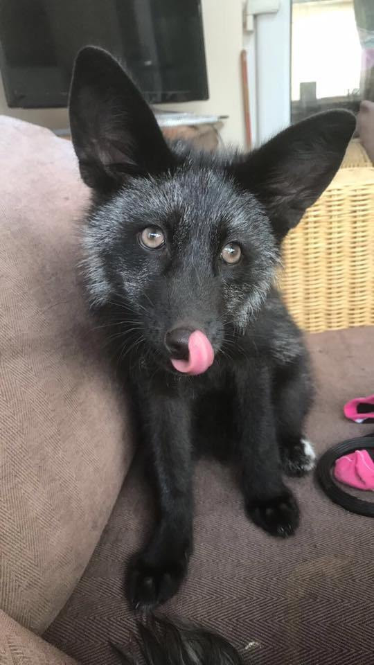 Picture 4 of Found black foxes that are classified as rare and hard to find in the world