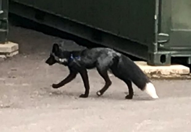 Picture 5 of Found black foxes that are classified as rare and hard to find in the world