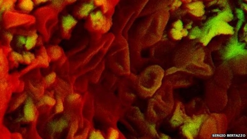 Picture 2 of Found blood cells in dinosaur fossil foundations of 75 million years