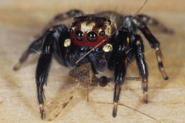 Picture 1 of Found carved natural semen of human blood-sucking mosquitoes