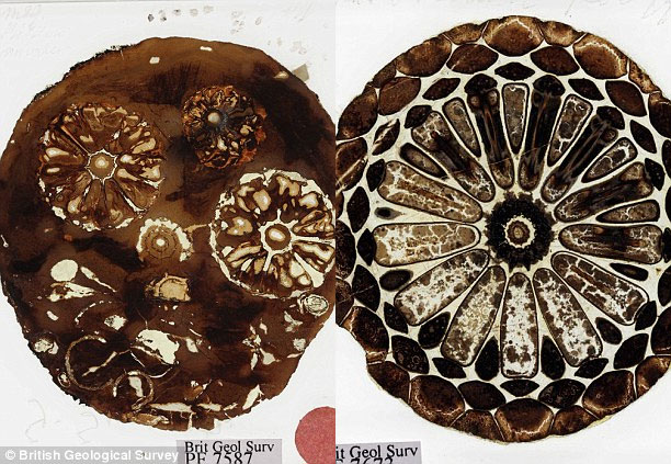 Picture 1 of Found Darwin's lost fossil