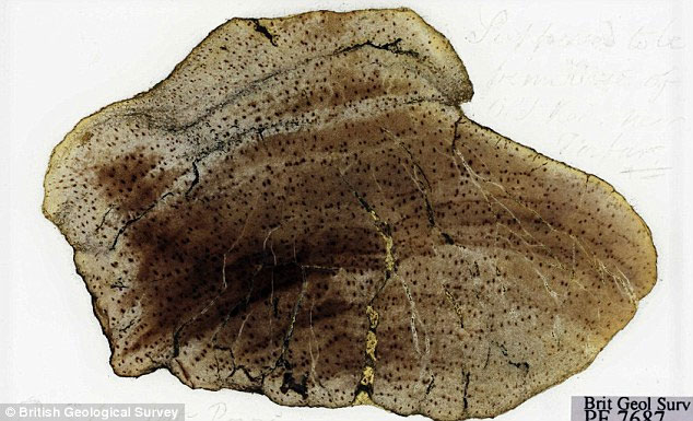 Picture 2 of Found Darwin's lost fossil