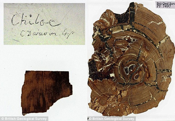 Picture 3 of Found Darwin's lost fossil