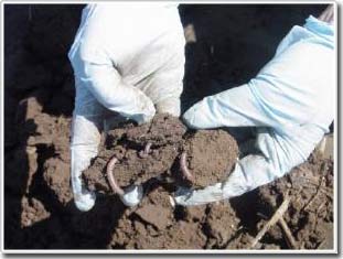 Picture 1 of Found earthworms that contain chemicals from household and animal manure